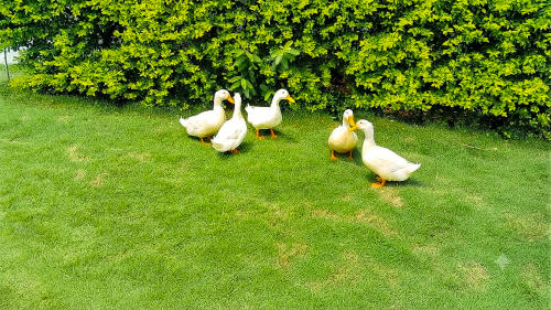 Lawn view